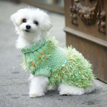 tatlı köpek